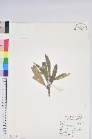 藏品(臺灣杜鵑)的圖片