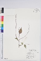 藏品(高山白珠樹)的圖片