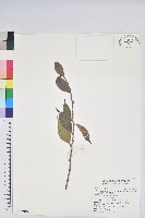 藏品(珍珠花、長尾葉越橘)的圖片