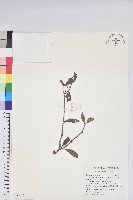 藏品(西施花、青紫木)的圖片