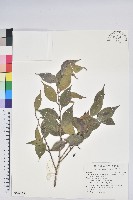 藏品(珍珠花、長尾葉越橘)的圖片