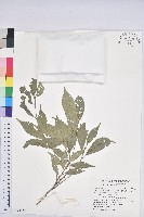 藏品(後大埔石櫟、煙斗石櫟)的圖片