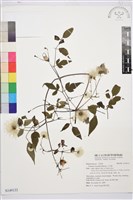 藏品(小木通)的圖片