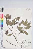 藏品(臺灣馬醉木)的圖片