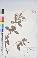 藏品(臺灣馬醉木)的圖片