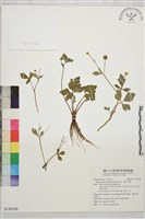 藏品(辣子草、揚子毛茛)的圖片