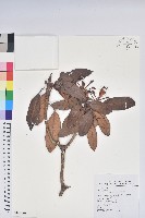 藏品(南湖杜鵑)的圖片