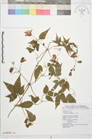 藏品(小木通)的圖片