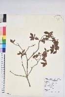 藏品(紅毛杜鵑)的圖片