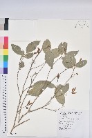 藏品(交力坪鐵色)的圖片