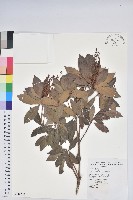 藏品(臺灣馬醉木)的圖片