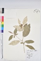 藏品(裡白巴豆)的圖片