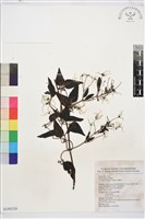 藏品(威靈仙)的圖片