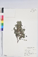 藏品(紅仔珠)的圖片