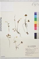 藏品(小毛茛)的圖片