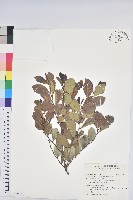 藏品(細葉饅頭果)的圖片