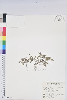 藏品(鐵莧菜)的圖片