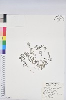 藏品(紫斑大戟)的圖片