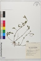 藏品(小獅子草)的圖片