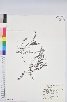 藏品(伏生大戟)的圖片