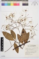 藏品(厚葉鐵線蓮)的圖片