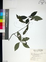 藏品(薄葉玉心花)的圖片