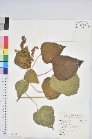 藏品(蟲屎)的圖片