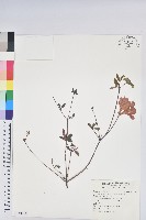 藏品(金毛杜鵑)的圖片