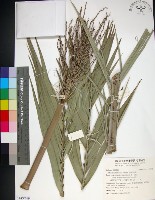 藏品(台灣海棗)的圖片