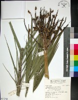 藏品(台灣海棗)的圖片