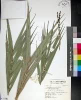 藏品(台灣海棗)的圖片