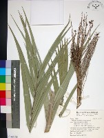 藏品(台灣海棗)的圖片