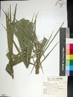 藏品(台灣海棗)的圖片