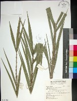 藏品(台灣海棗)的圖片