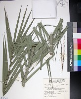 藏品(台灣海棗)的圖片