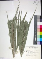 藏品(台灣海棗)的圖片