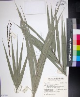 藏品(台灣海棗)的圖片