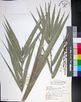 藏品(台灣海棗)的圖片