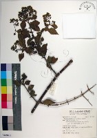 藏品(皮孫木)的圖片