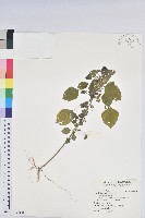 藏品(印度鐵莧)的圖片