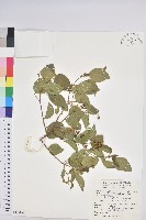 藏品(扛香藤)的圖片