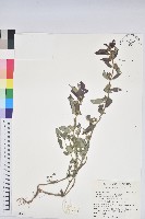 藏品(飛揚草)的圖片