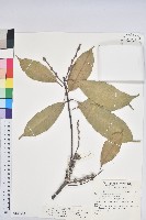 藏品(三斗石櫟)的圖片