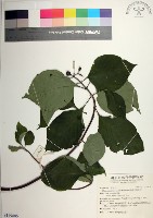 藏品(臺灣玉葉金花)的圖片