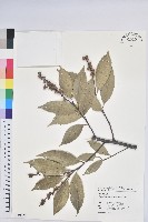 藏品(長尾栲、長尾柯、長尾尖葉櫧)的圖片