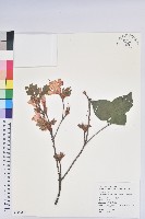 藏品(守城滿山紅、馬禮士杜鵑)的圖片