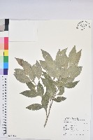 藏品(臺灣假黃楊)的圖片