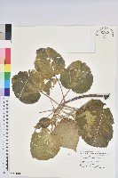 藏品(臺灣鐵莧)的圖片
