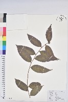 藏品(毛果算盤子)的圖片