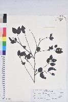 藏品(黑面神)的圖片